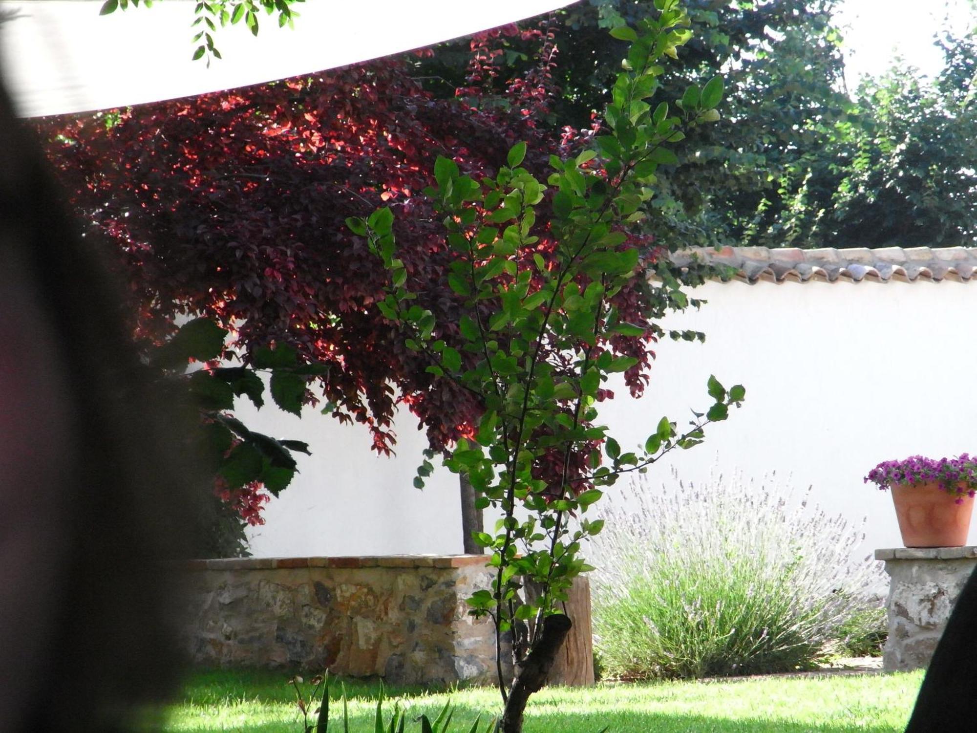 Casa Rural La Alameda Madridejos Exteriér fotografie